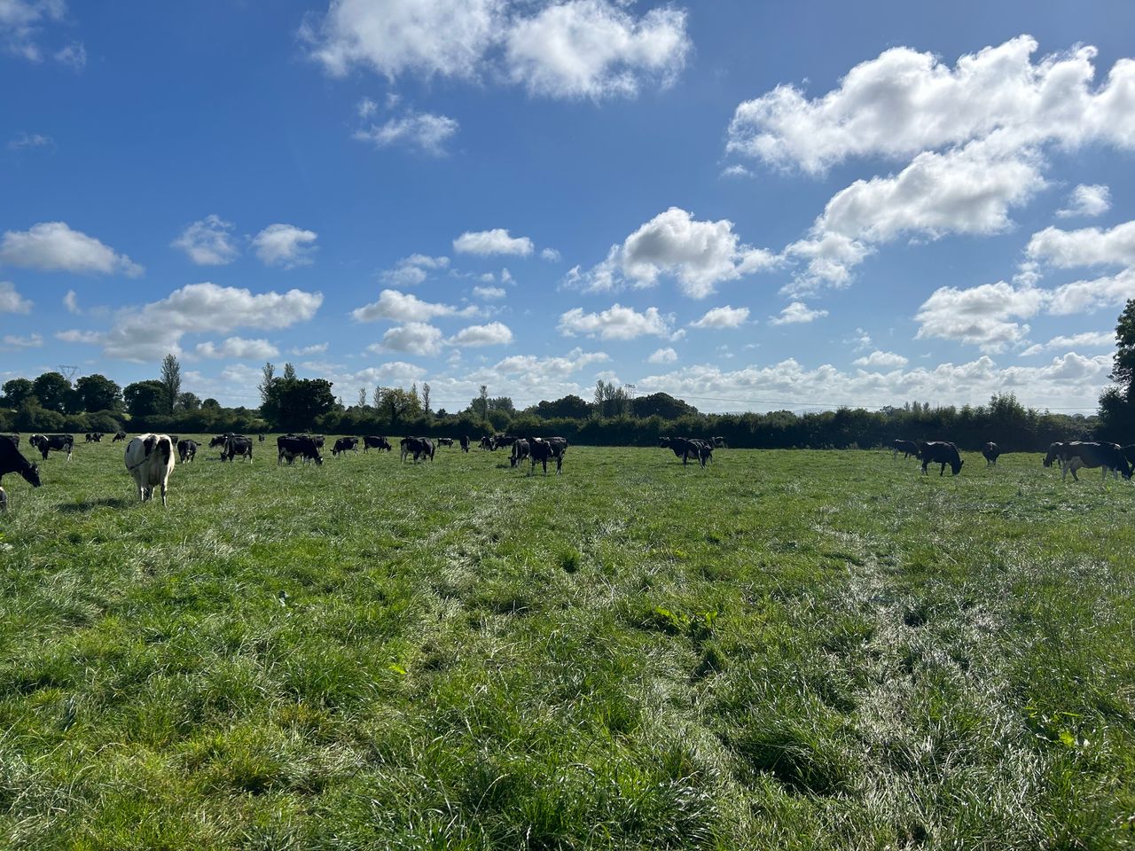 Kerry Co-op announces nominee directors for Kerry Dairy Ireland