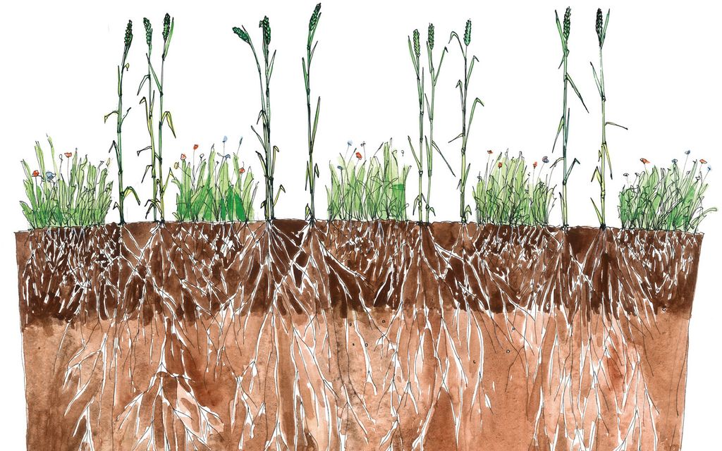 The companion crop is an essential part of what Amazone sees as a new tillage farming method