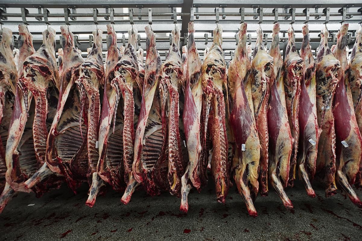 UK cattle prices continue to strengthen