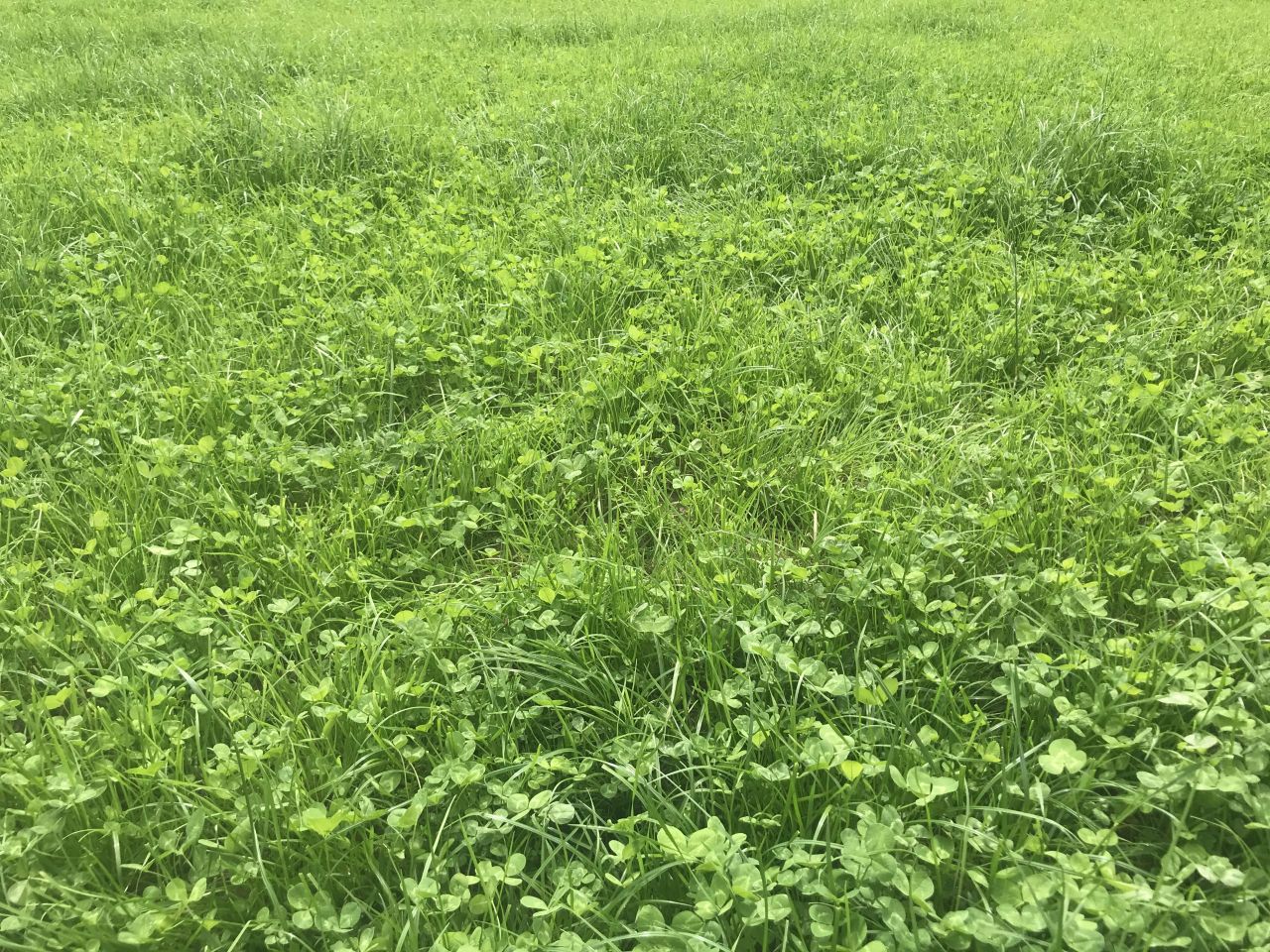 Grass growth: Slow growth remains a challenge