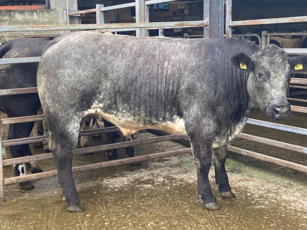 Beef cattle cross €3/kg liveweight at Carnew Mart
