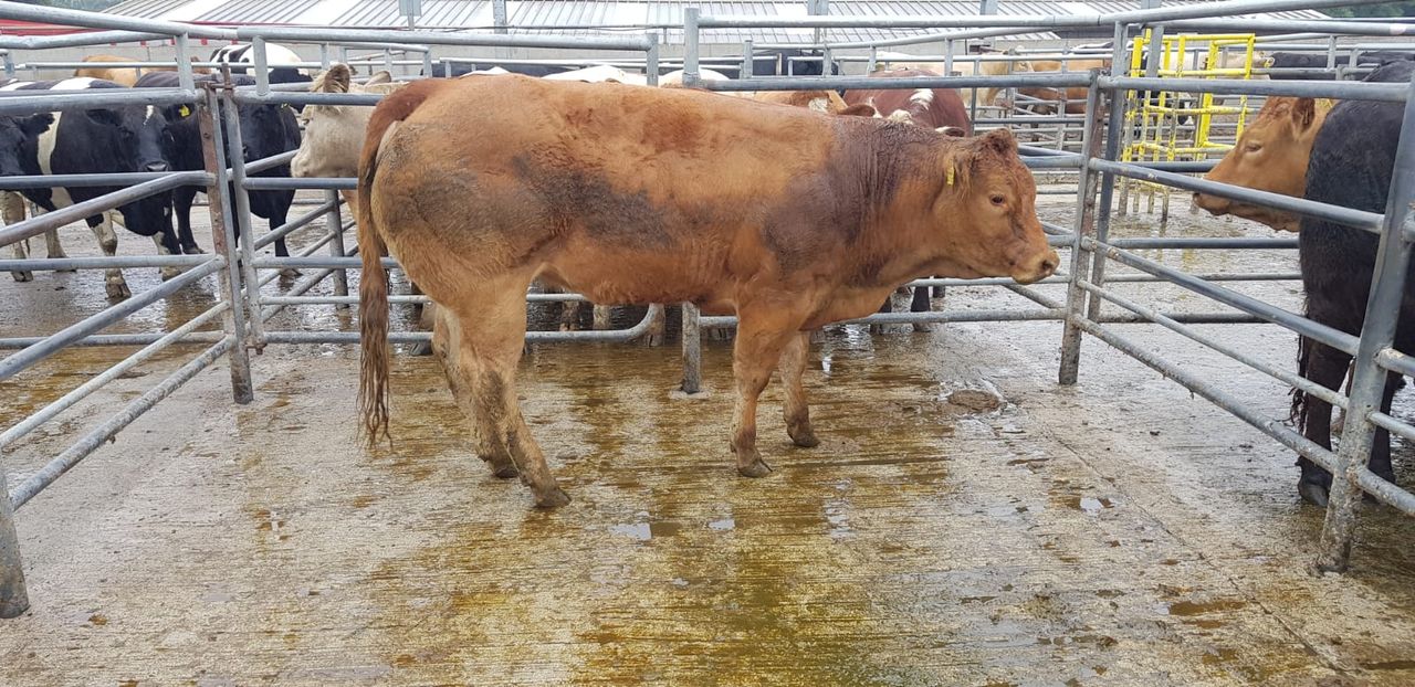 Pics and prices: 1,200 cattle at New Ross fatstock sale