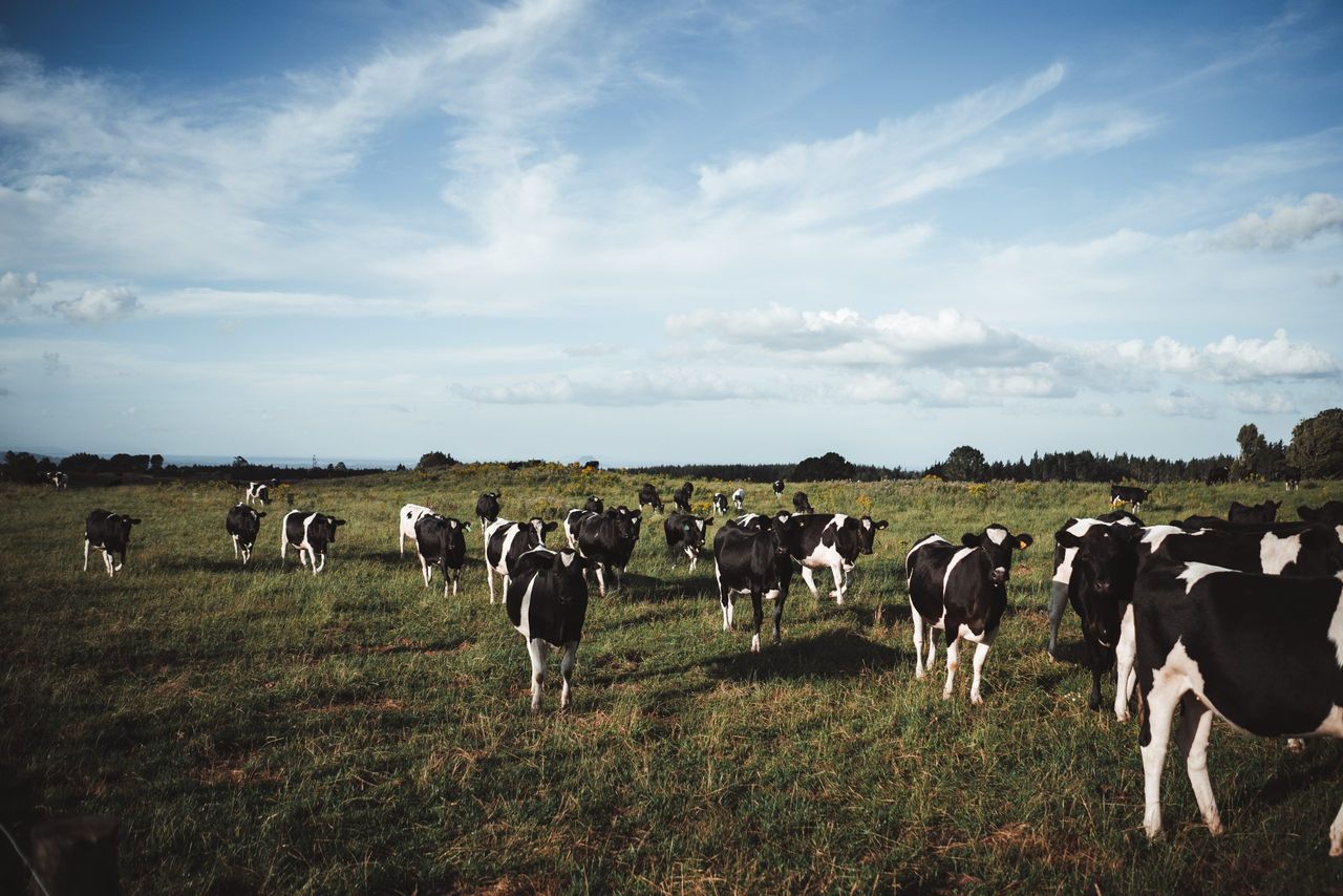 Commissioner wants information released on derogation farms linked to limited companies