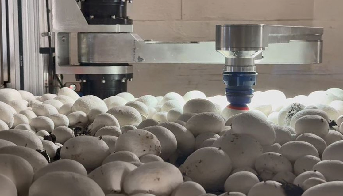 16 robots currently used in Irish mushroom sector for harvesting