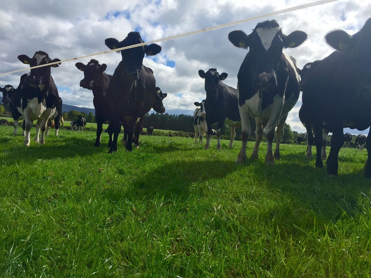 West of Ireland milk production surging ahead