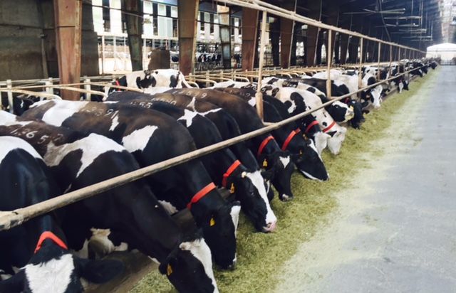 Pics: Behind the scenes at one of Iran's largest dairy farms
