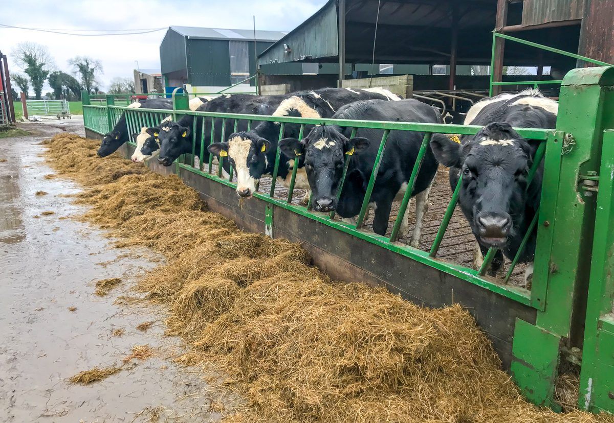 Dairy advice: Preventing cases of milk fever in late-calving cows