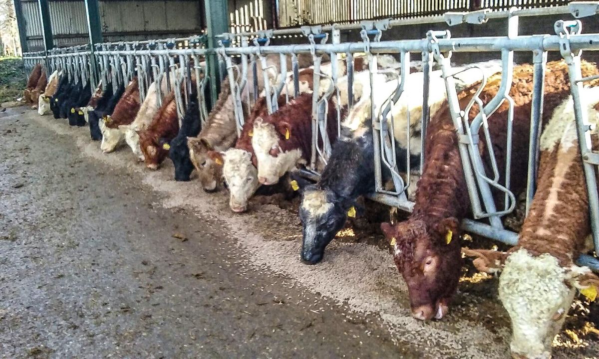 Beef trade commentary: What can be expected in the lead up to Christmas?