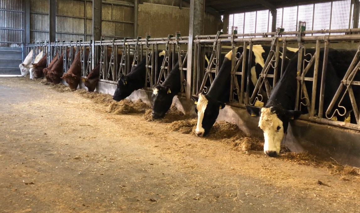 Beef Focus: Flushing females and implanting embryos at Bovi Genetics
