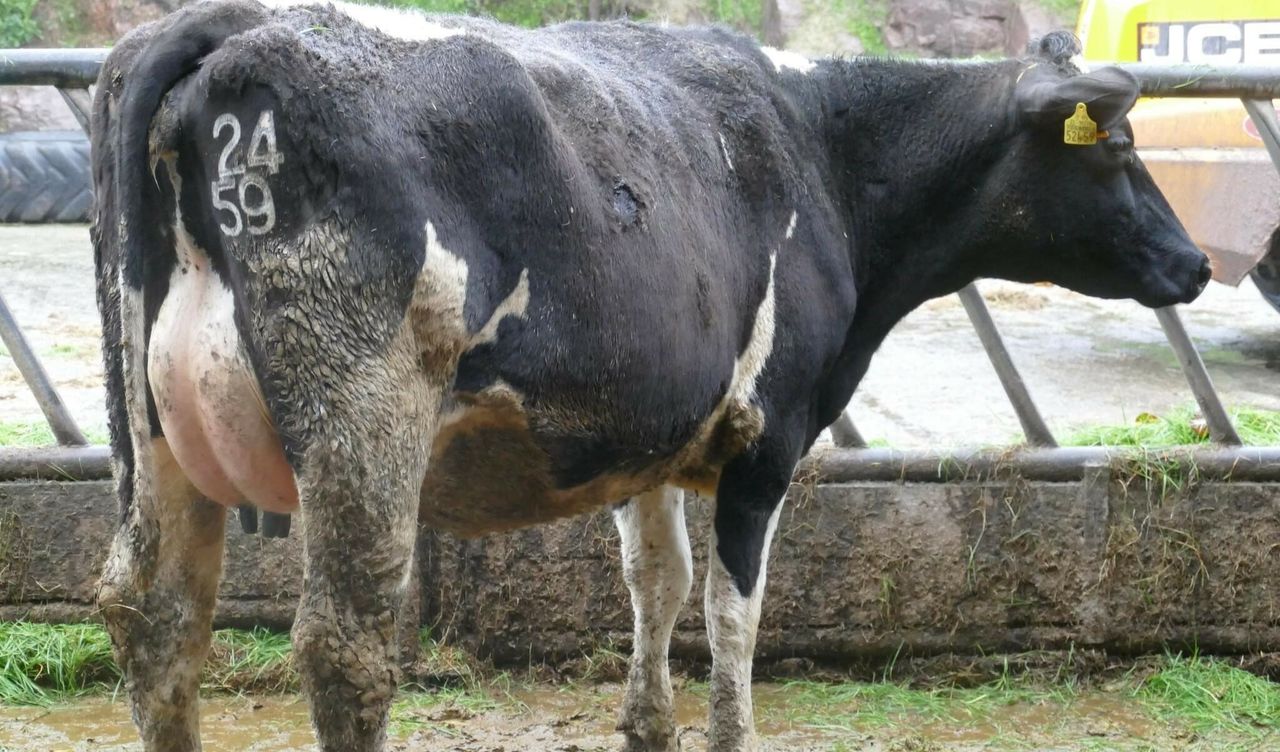 Prices reach 3,800gns at Coolmohan dairy sale