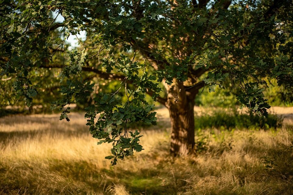 Irish Wildlife Trust welcomes forestry purchase for Glen of the Downs
