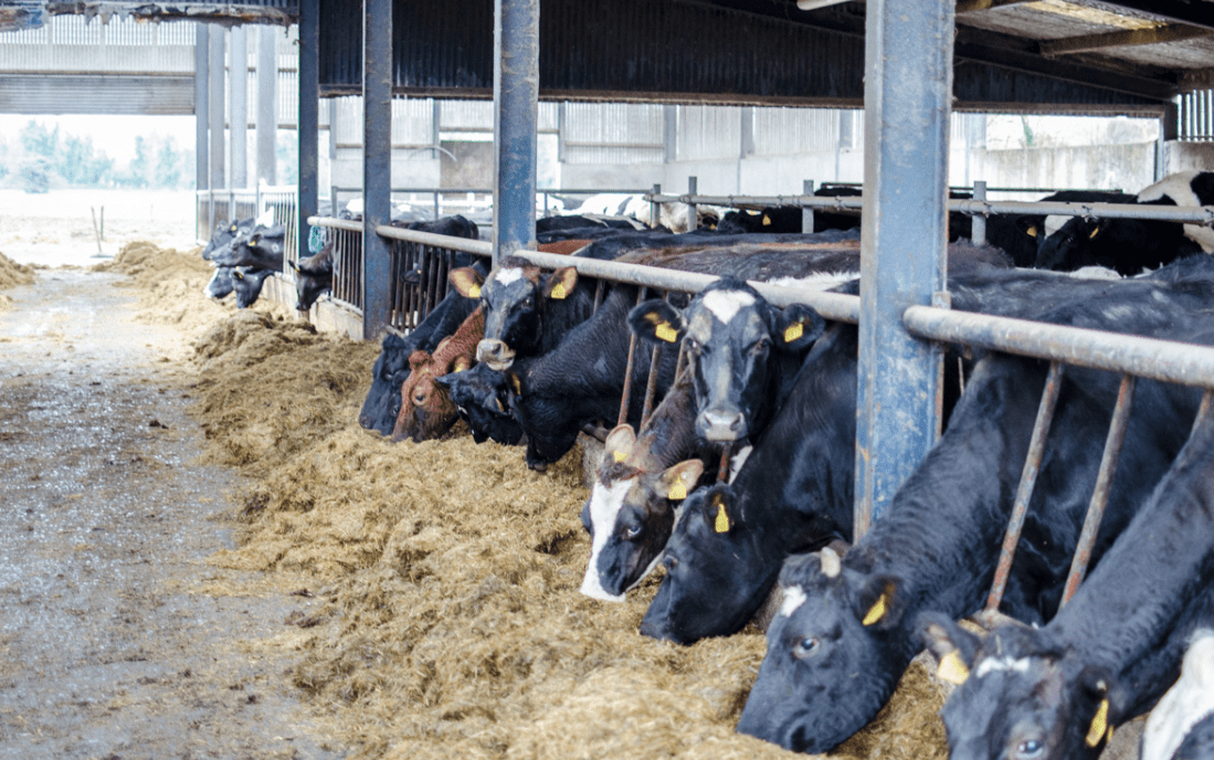 'Breeding and grass are the pieces of the jigsaw for sustainable dairy farming'