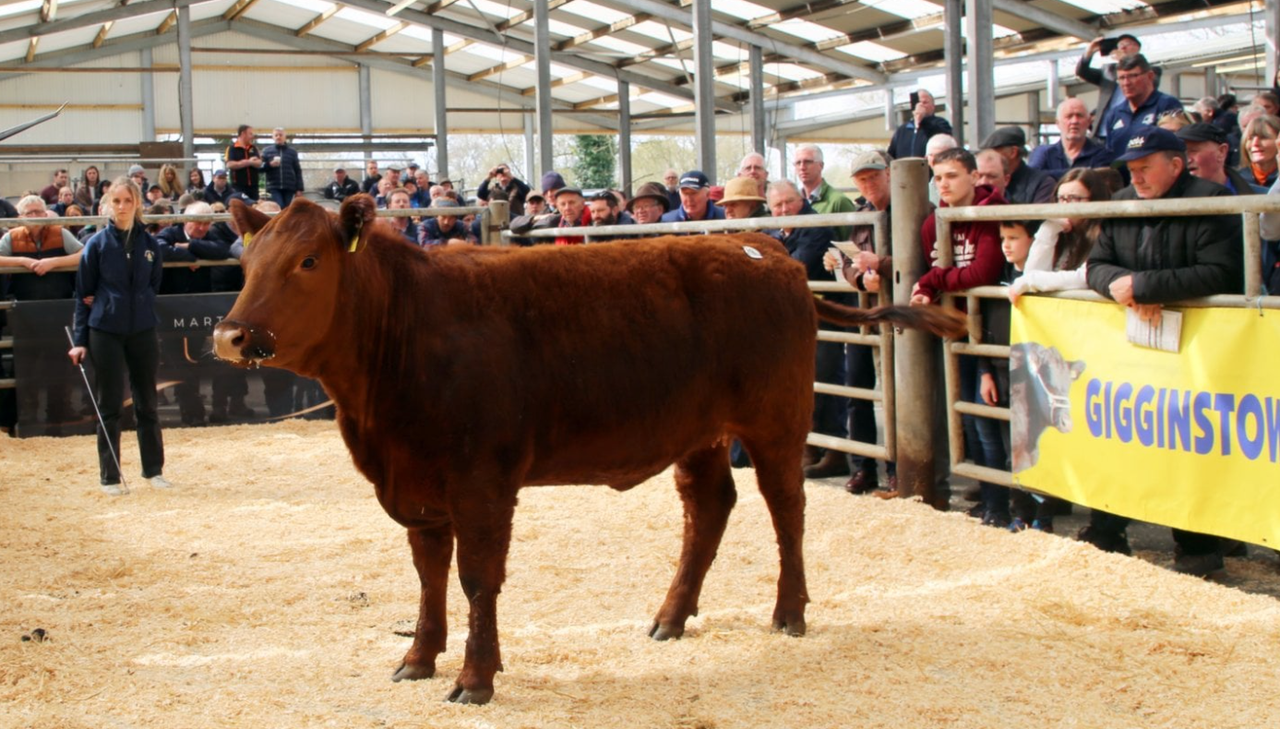 Red Angus heifer takes top price at Gigginstown sale