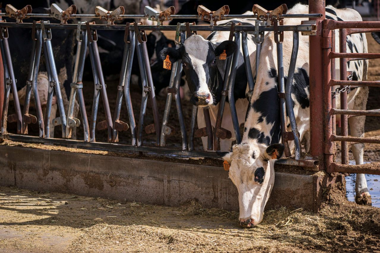 Study: Animal-sourced food requirements depend on goals of each country