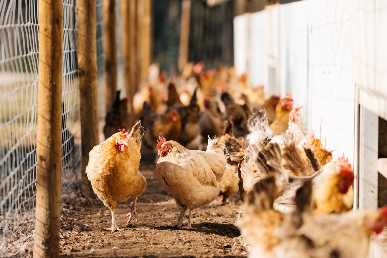 First round bird flu test results negative for Monaghan poultry farm