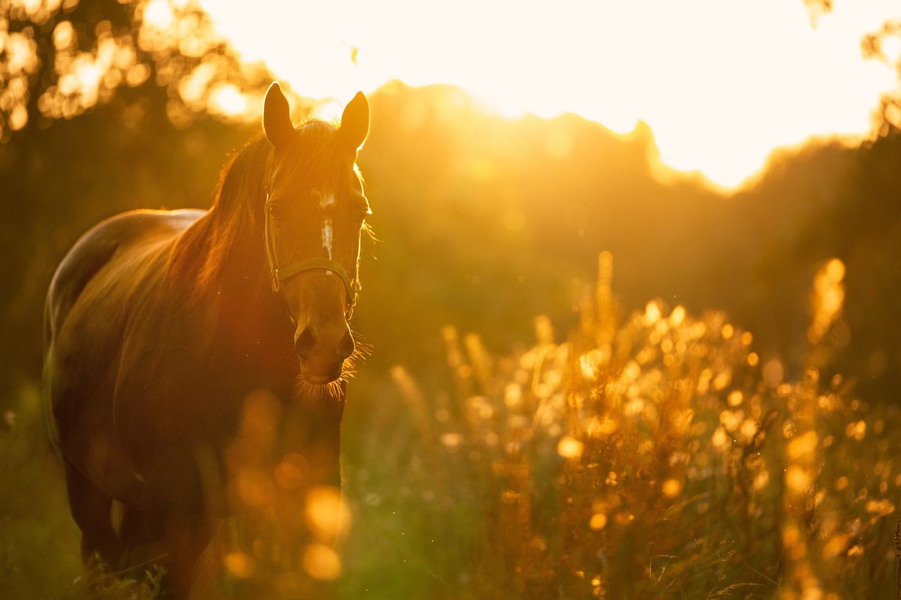 Equine keepers urged to fully complete census 2022
