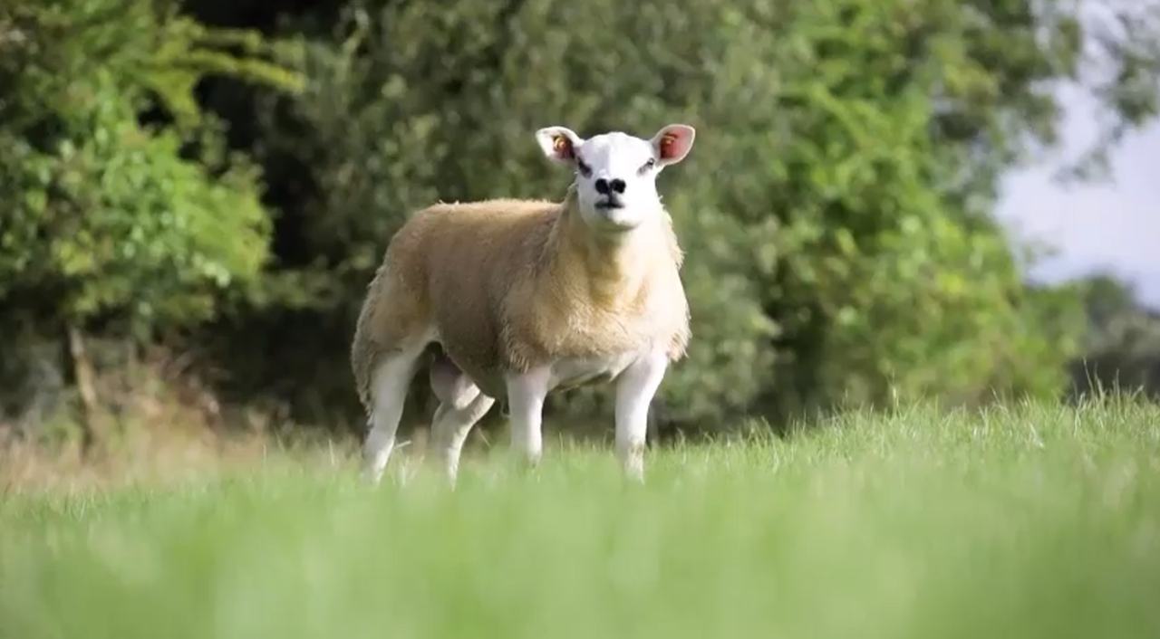 Sheep Ireland set for its biggest-ever sale on Saturday