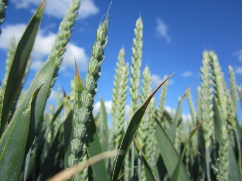 Syngenta sales down by 2% in first 9 months of 2025