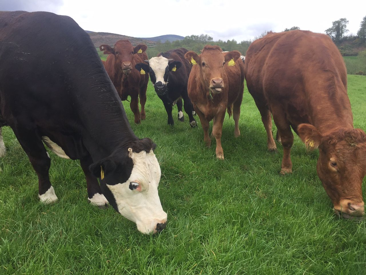 Fewer beef births on Irish farms