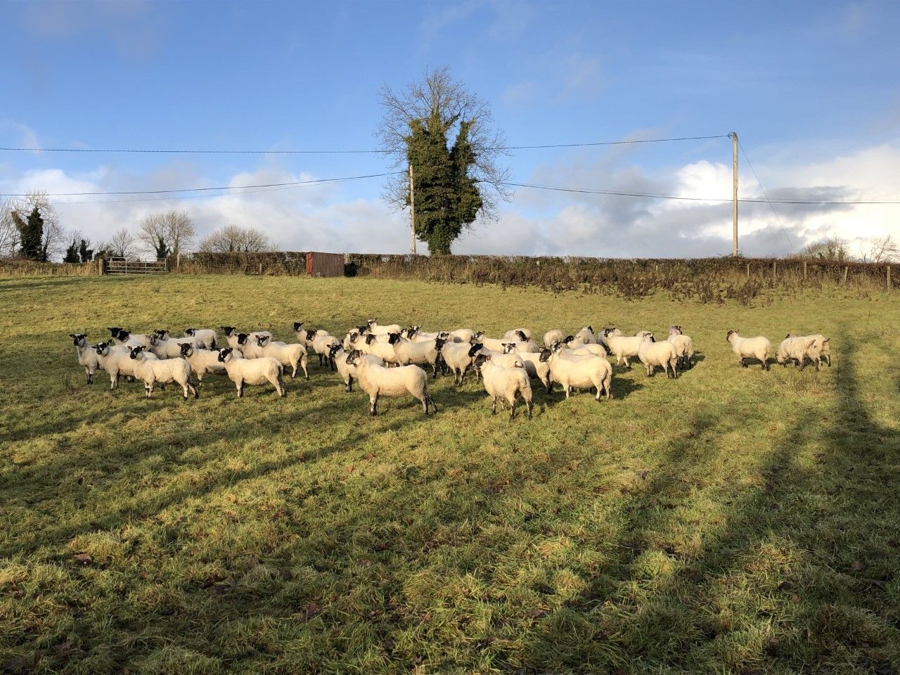Sheep management: Fluke control at this stage of the season