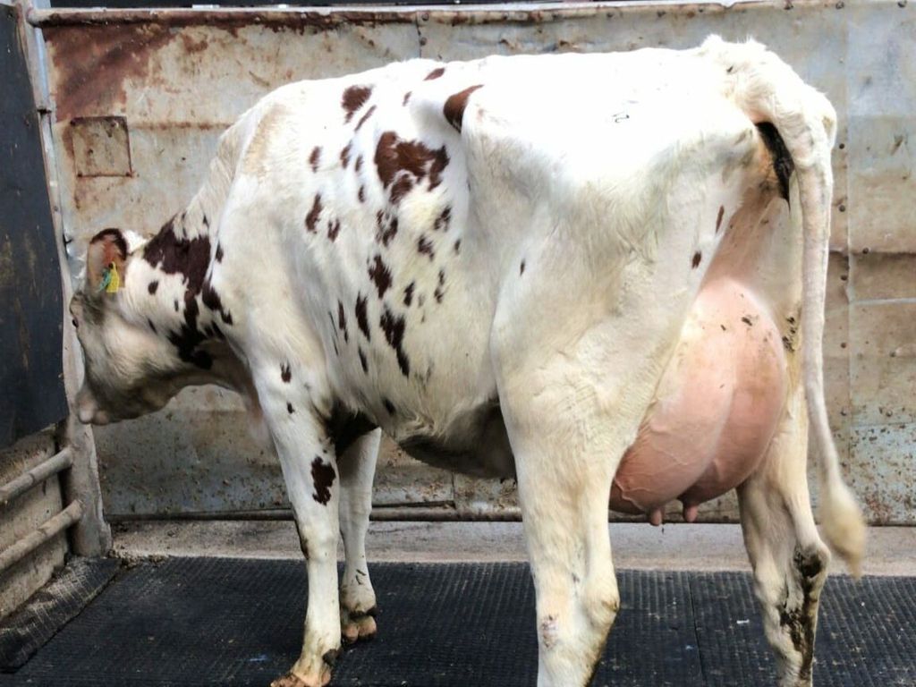 This freshly calved heifer sold for €2,600Image: Waterford Ross Marts
