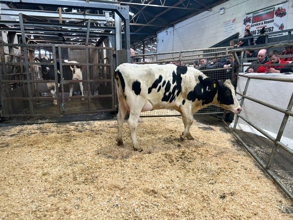Lot 30, Ballivor Batman Rime, sold for 2,950gns