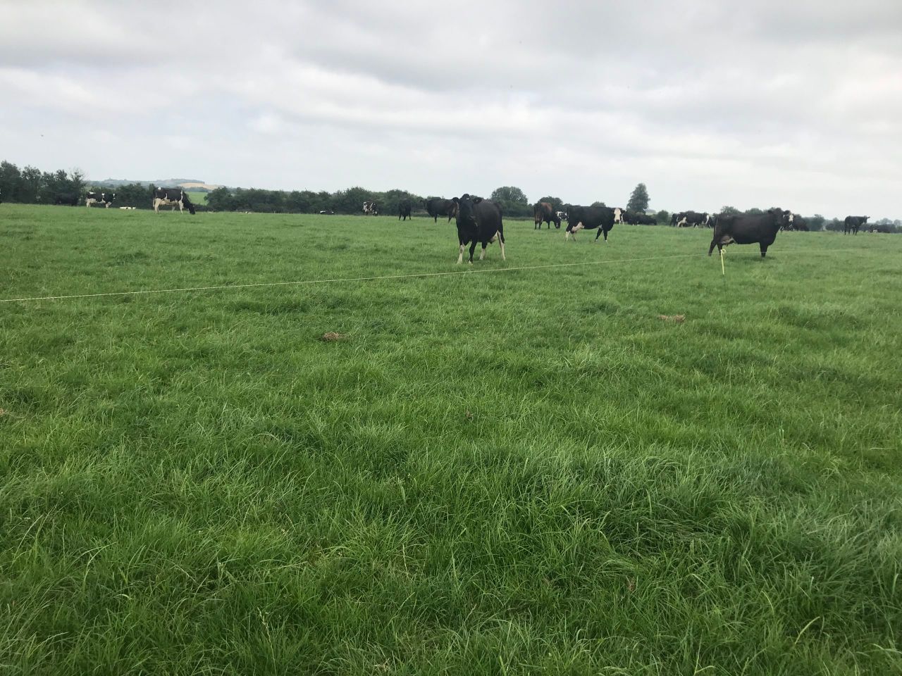 Dairy Focus: 'I wanted to learn from the best'