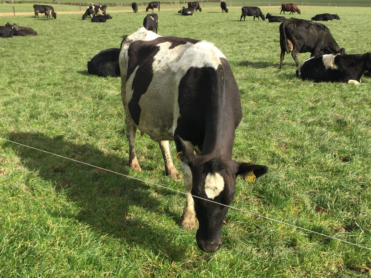 Pics: Managing early turn out with difficult grazing conditions to save €50/cow