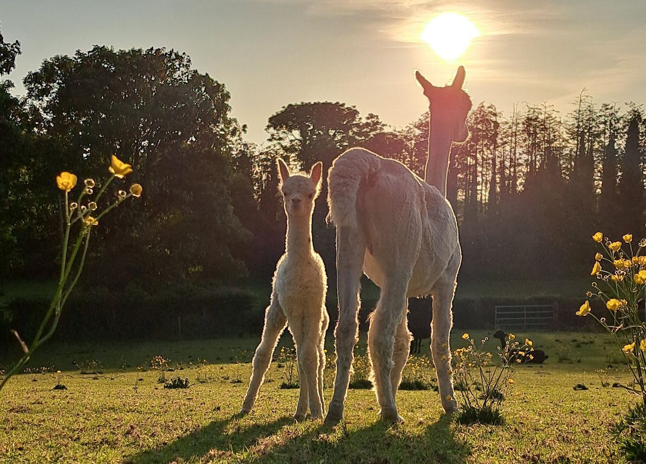 From a beef farm in Galway to alpaca farming in Offaly
