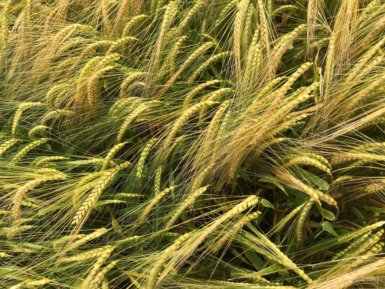 EU agrees to ban herbicide flufenacet due to its toxicity
