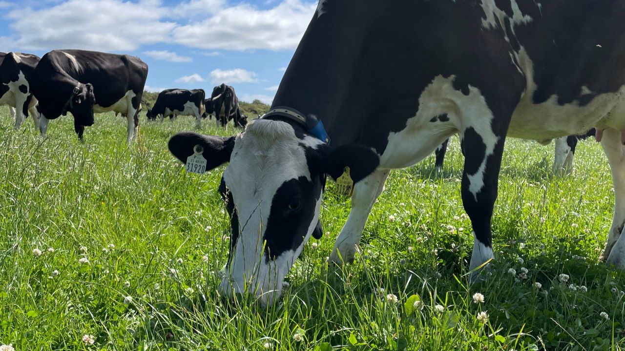 Taking the work out of breeding in south Wexford
