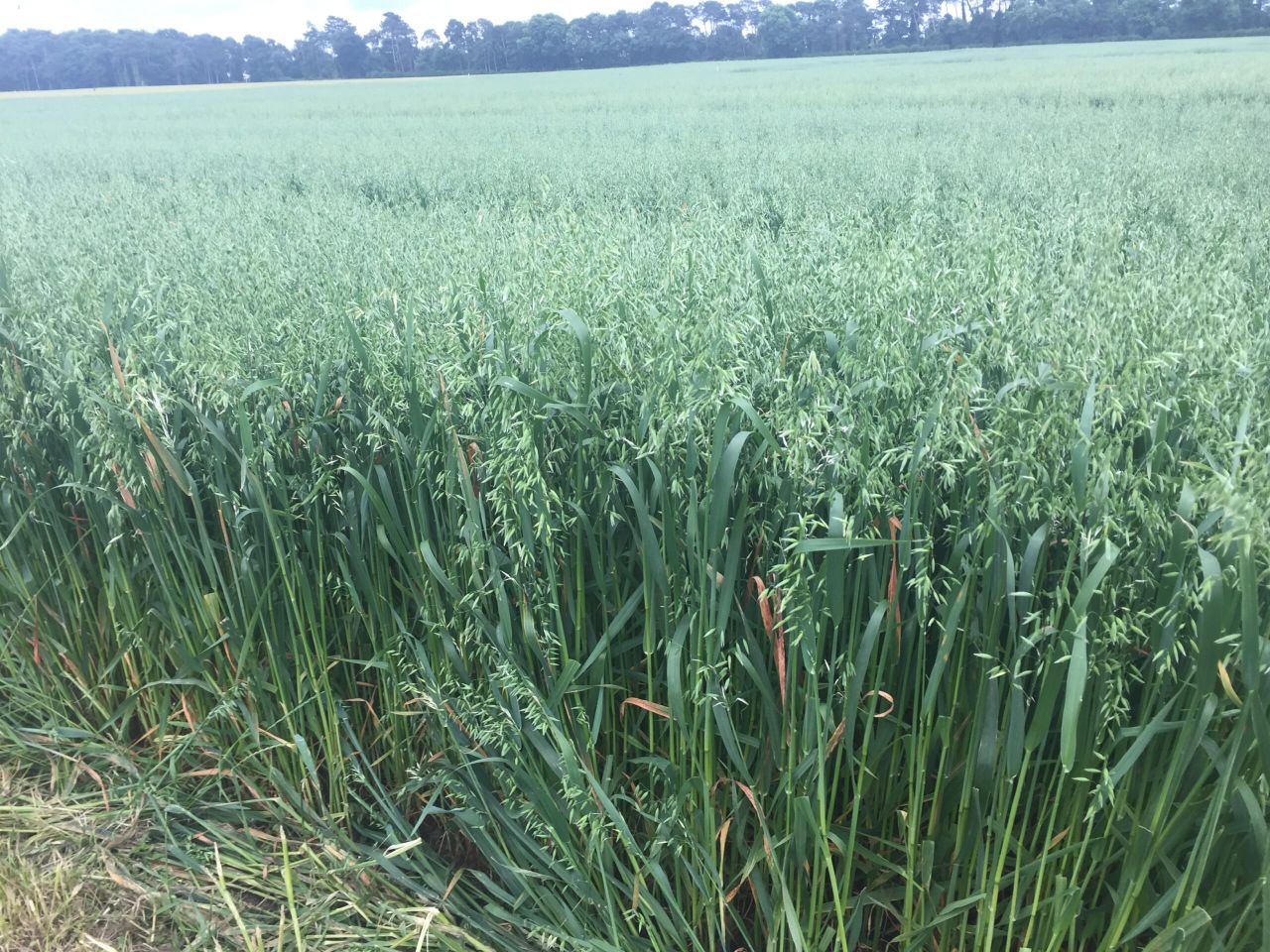 Herbicide resistant strains of wild oats found in Ireland