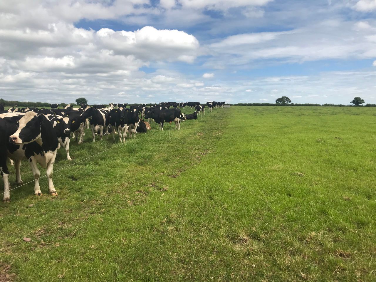 Dairy exit scheme 'would restrict growth of farms not in scheme'