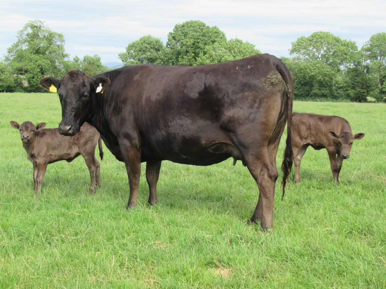 Wagyu breeder flags concerns on low numbers of full-blood stock