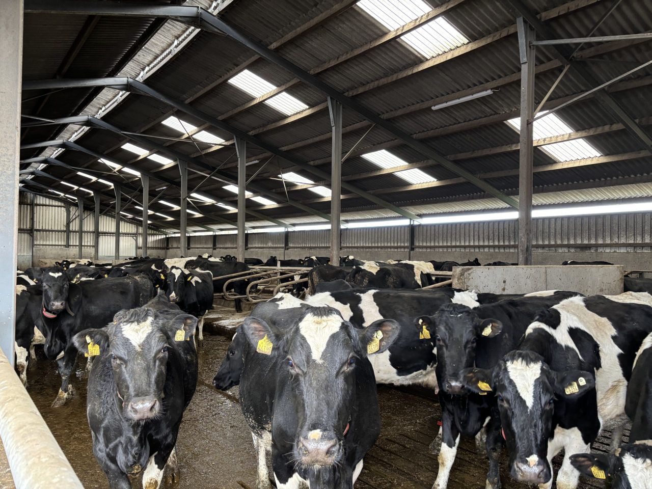 Listen: Pushing 580kg/MS in a Wicklow winter milking herd