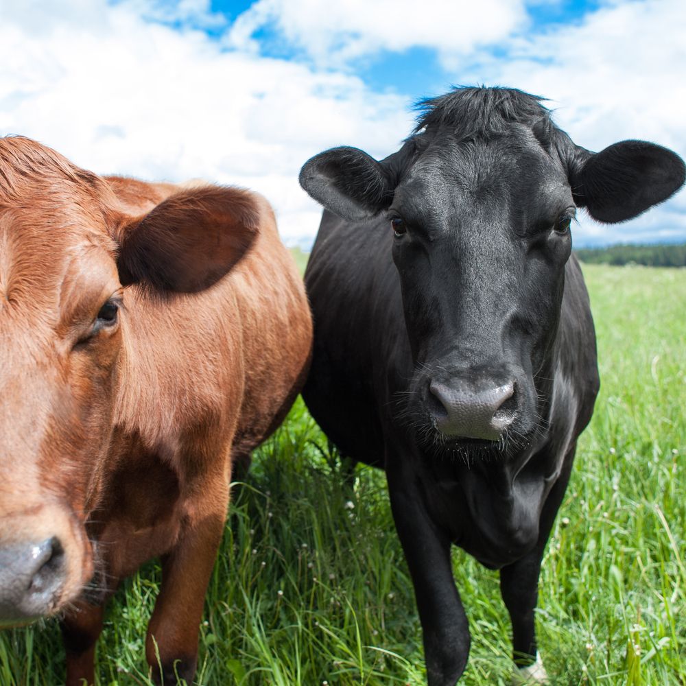 Latest TB statistics - Cork has highest incidence
