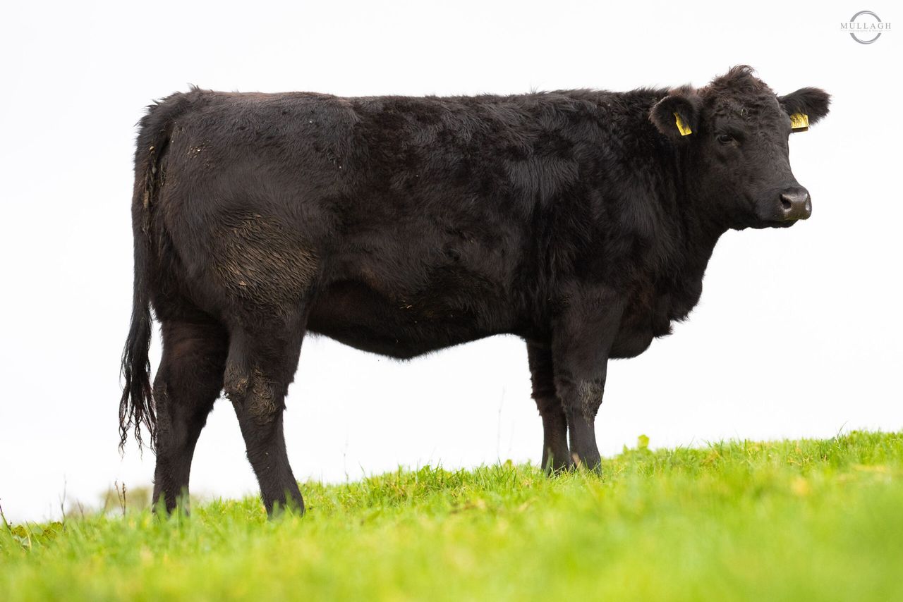 Pedigree Aberdeen Angus heifer star prize in memorial raffle