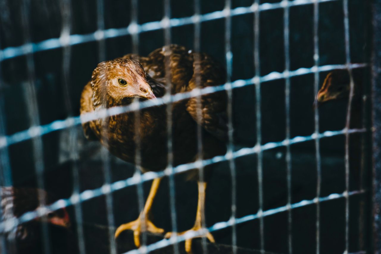 CAP will incentivise upgrading of  animal-friendly facilities to achieve caged-farming ban