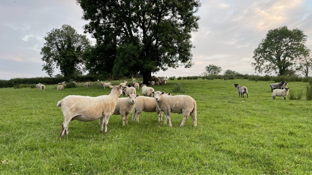 Sheep trade: Lamb prices firm to positive this week