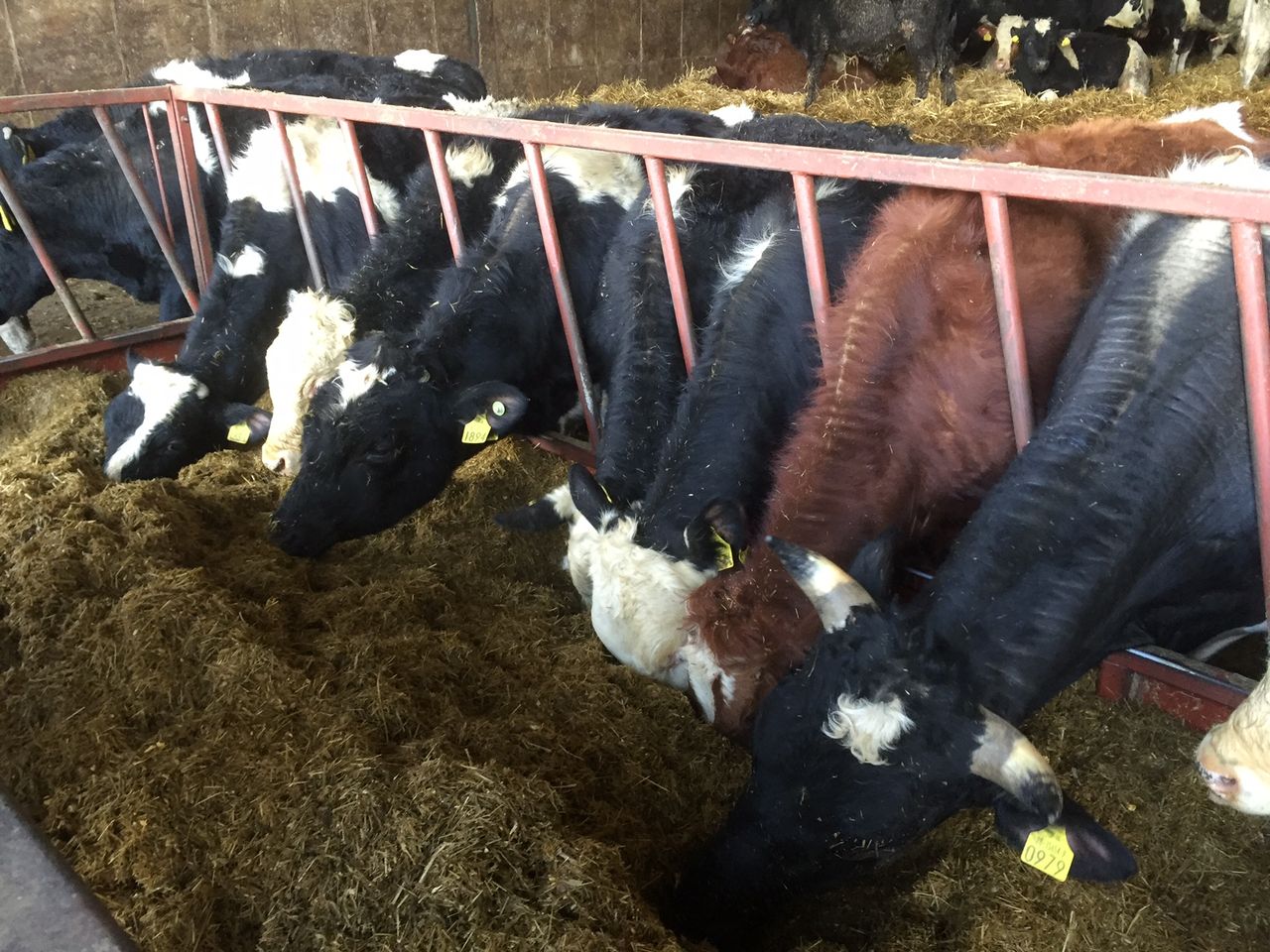 Narrowing of beef price to have little impact on cross-border trade - LMC
