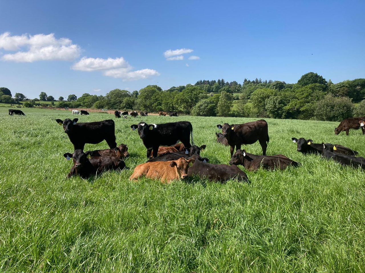 Angus births up 6% in 2022 as other beef-breed births drop