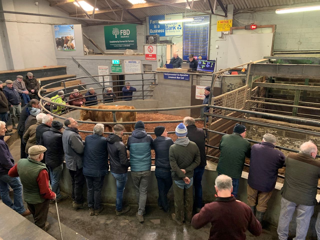 Mart report: Cows, heifers and bullocks in Ballyjamesduff