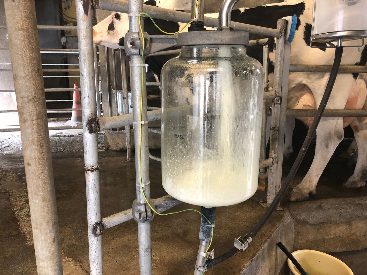 ICMSA predicts October milk price 'in excess of 40c/L'