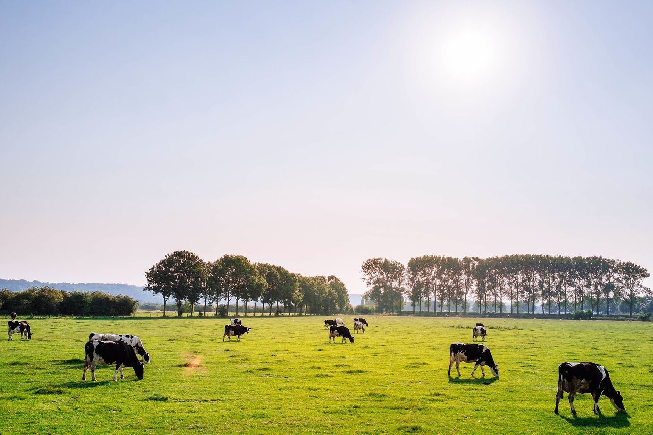 Average price of an acre without a residence nationally in 2019 was €8,823 - report