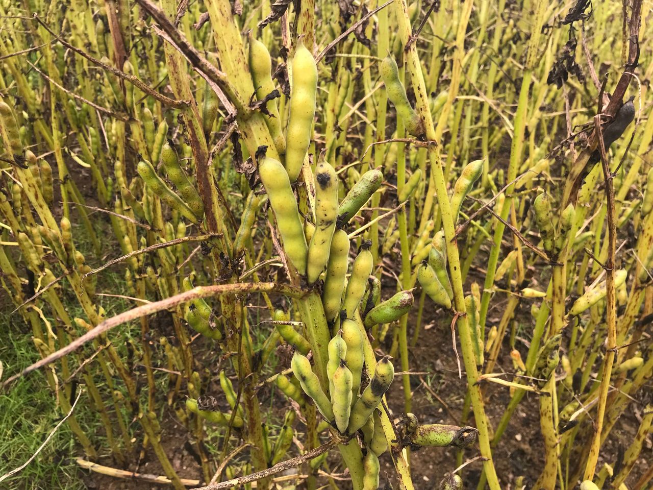 Tillage: Focus on financial benefit of protein crops