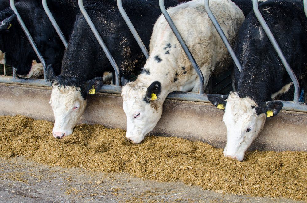 Farmers have just days left to secure December Genomics payments
