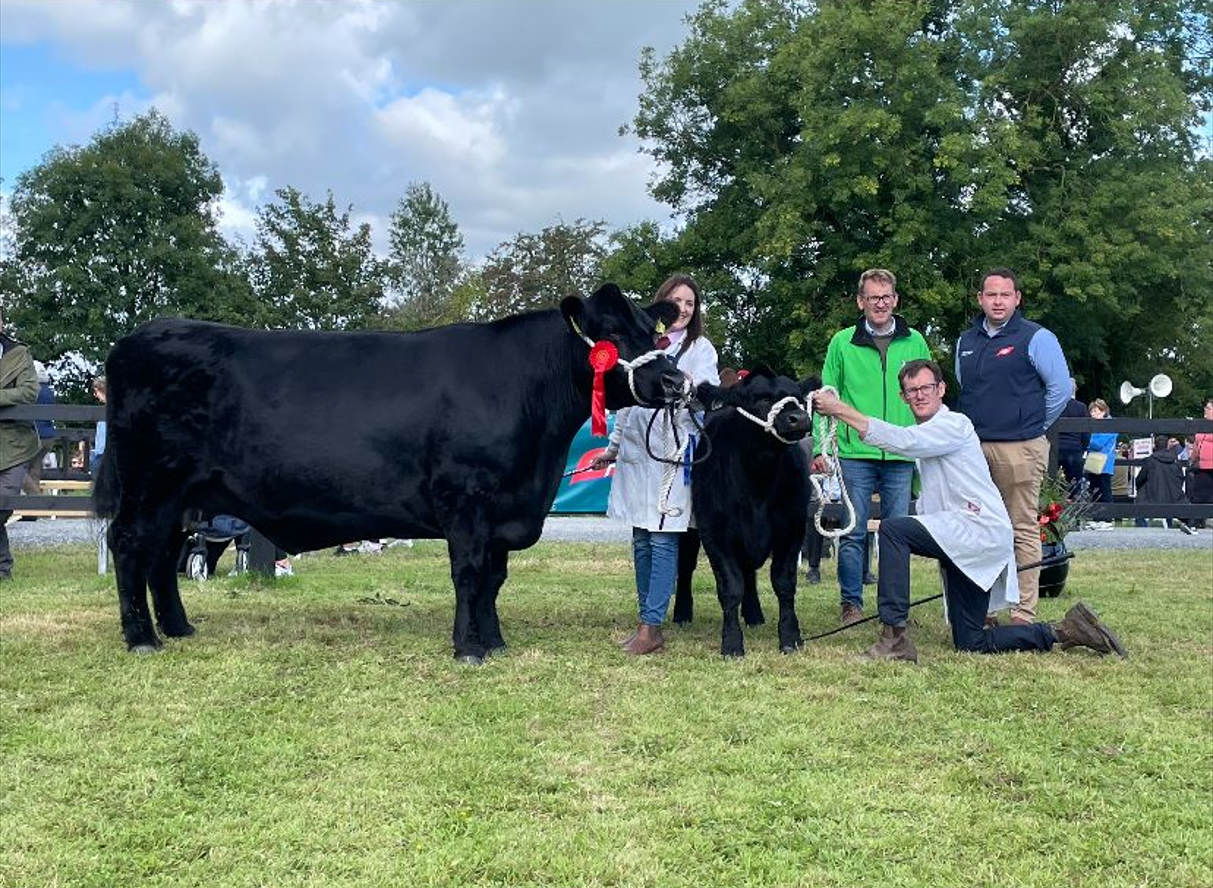 Gallery: Winners from the Angus classes at Iverk Show
