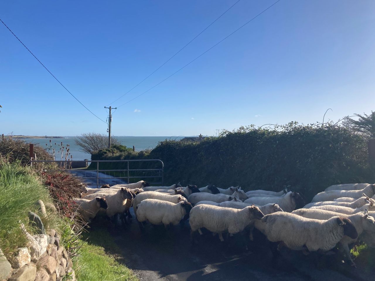 Sheep kill: Weekly throughput falls to lowest since August