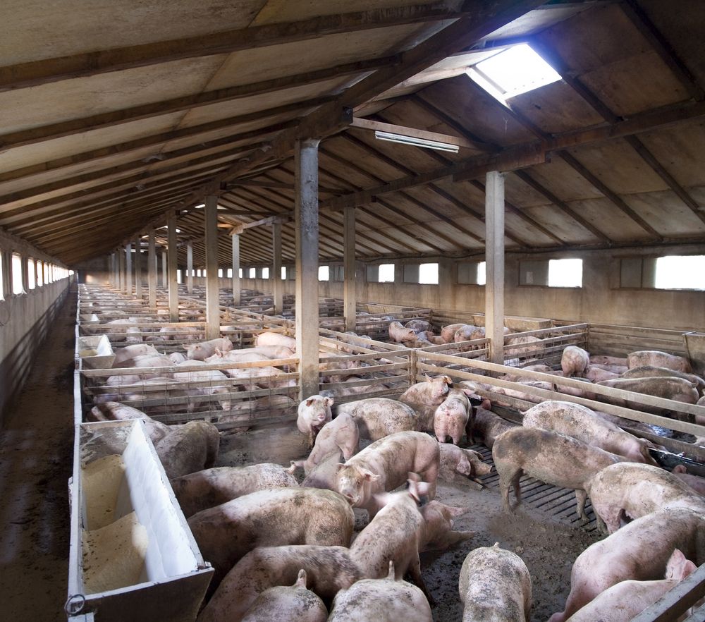 Increased US pigmeat production anticipated