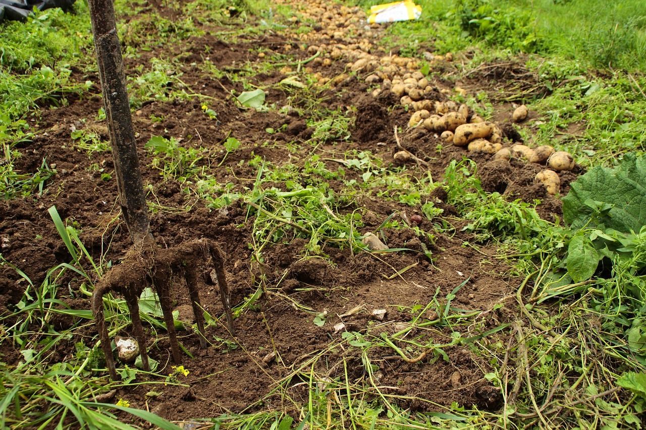 Met Éireann issues advisory for potato blight later in week